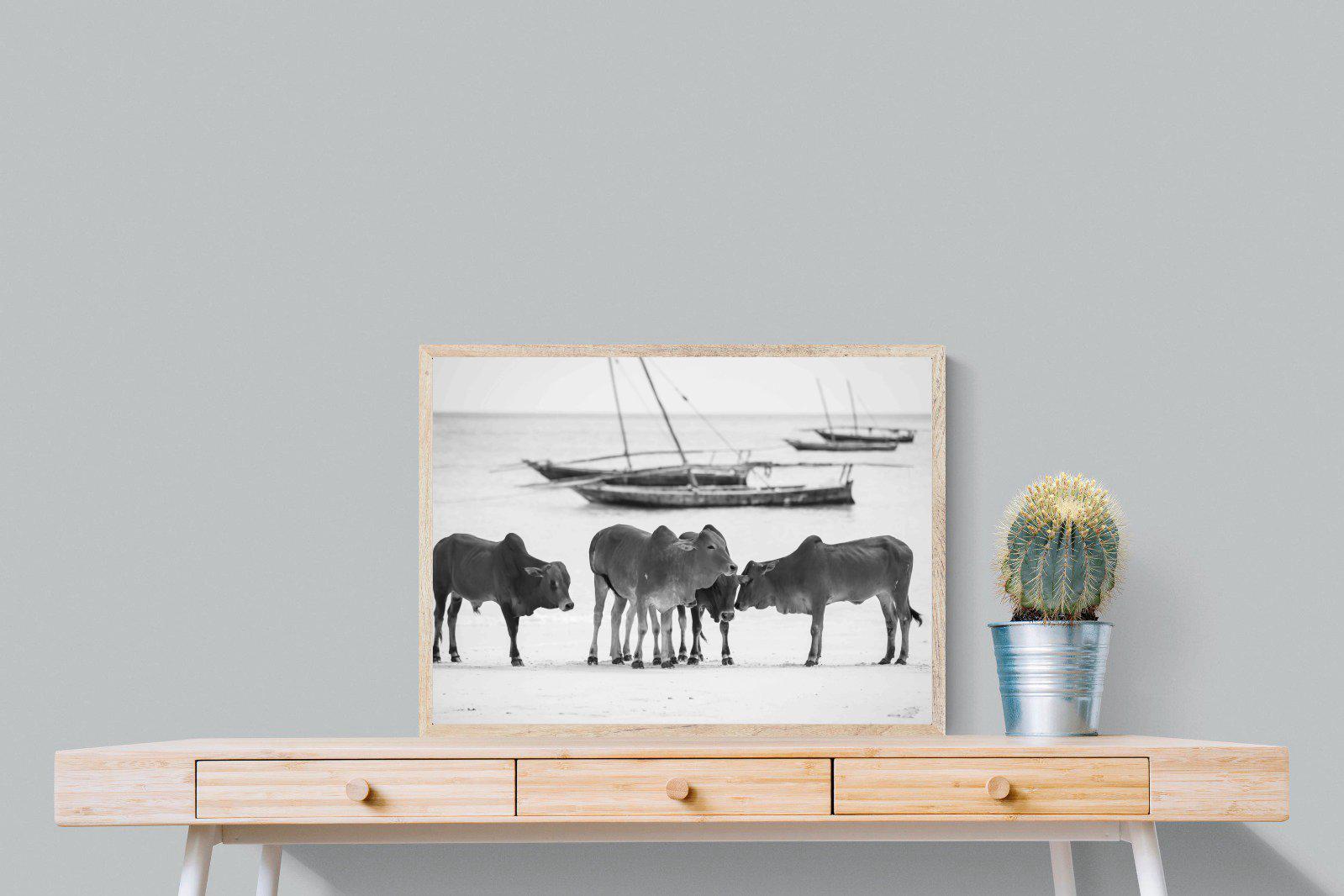 Beach Cattle-Wall_Art-80 x 60cm-Mounted Canvas-Wood-Pixalot