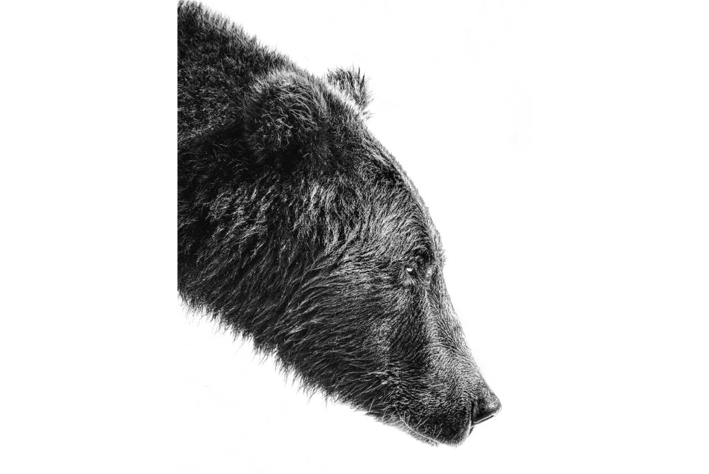 Bear-Wall_Art-Pixalot