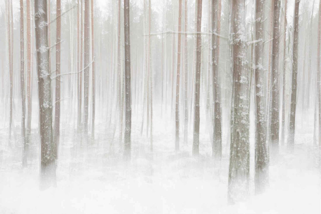 Birch Forest-Wall_Art-Pixalot