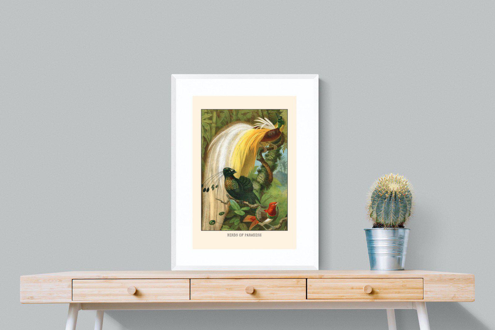 Birds of Paradise Etching-Wall_Art-60 x 80cm-Framed Print-White-Pixalot