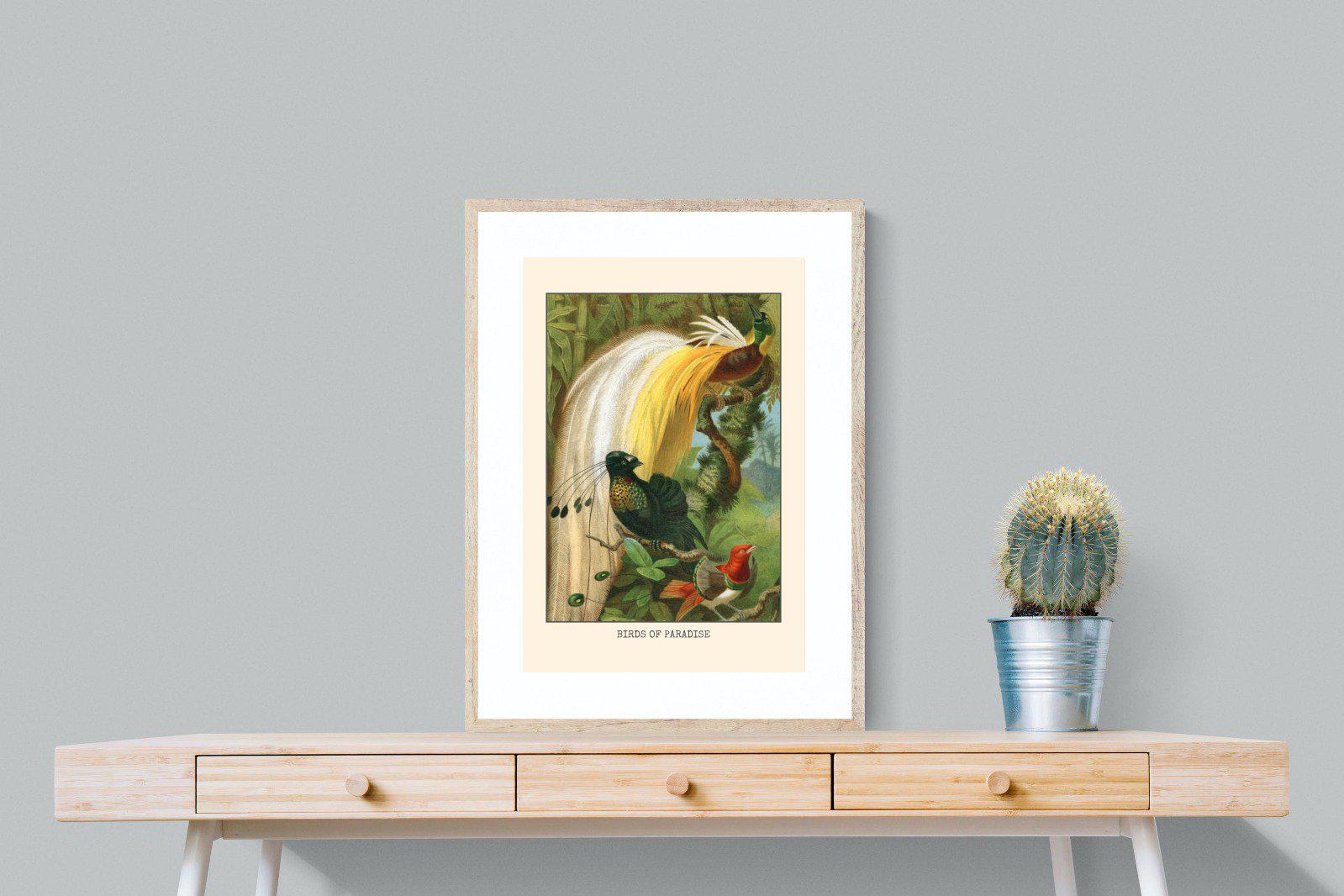 Birds of Paradise Etching-Wall_Art-60 x 80cm-Framed Print-Wood-Pixalot