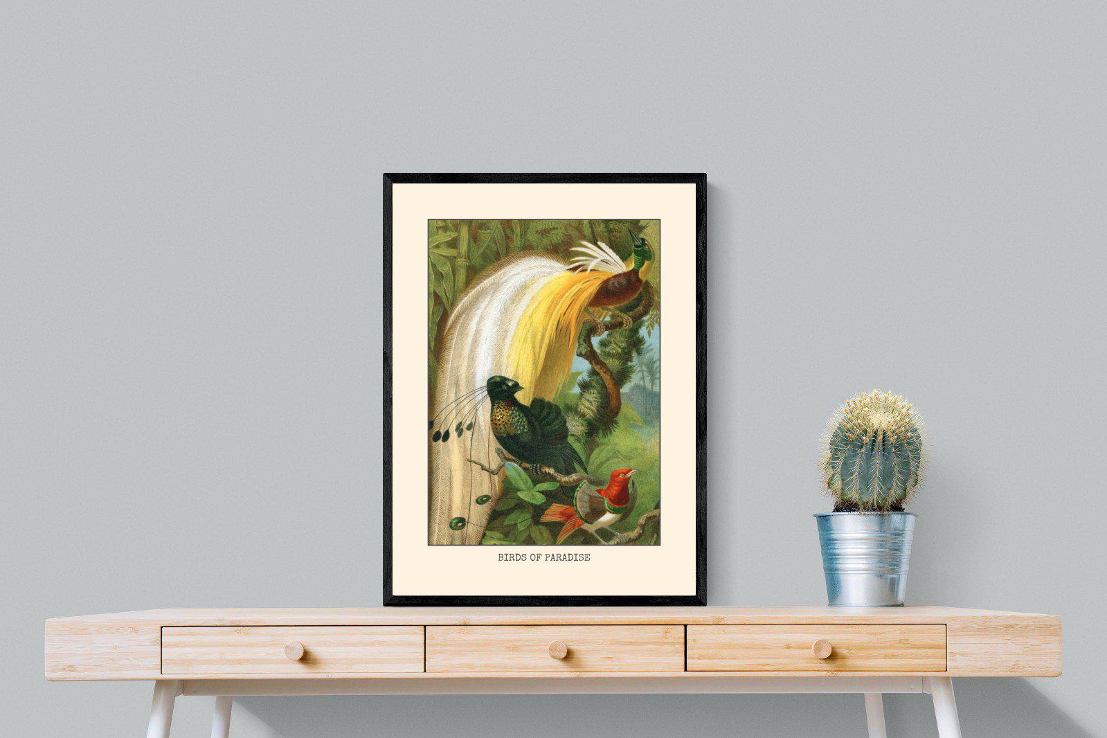Birds of Paradise Etching-Wall_Art-60 x 80cm-Mounted Canvas-Black-Pixalot