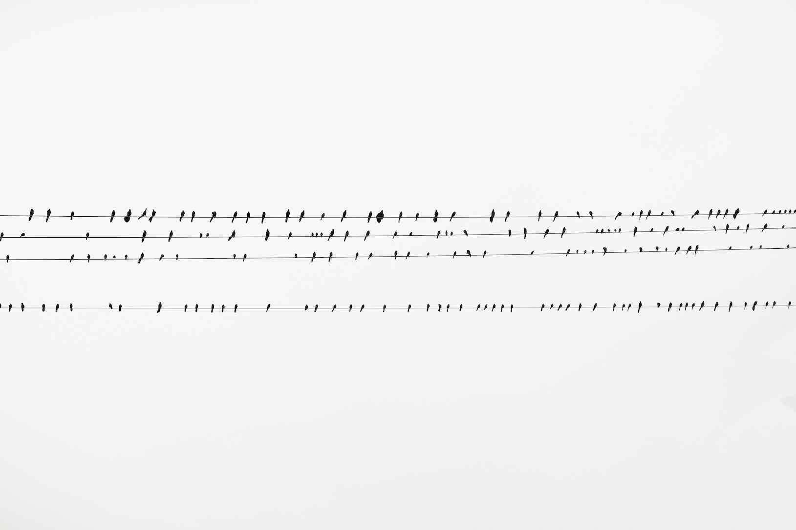 Birds on a Wire-Wall_Art-Pixalot