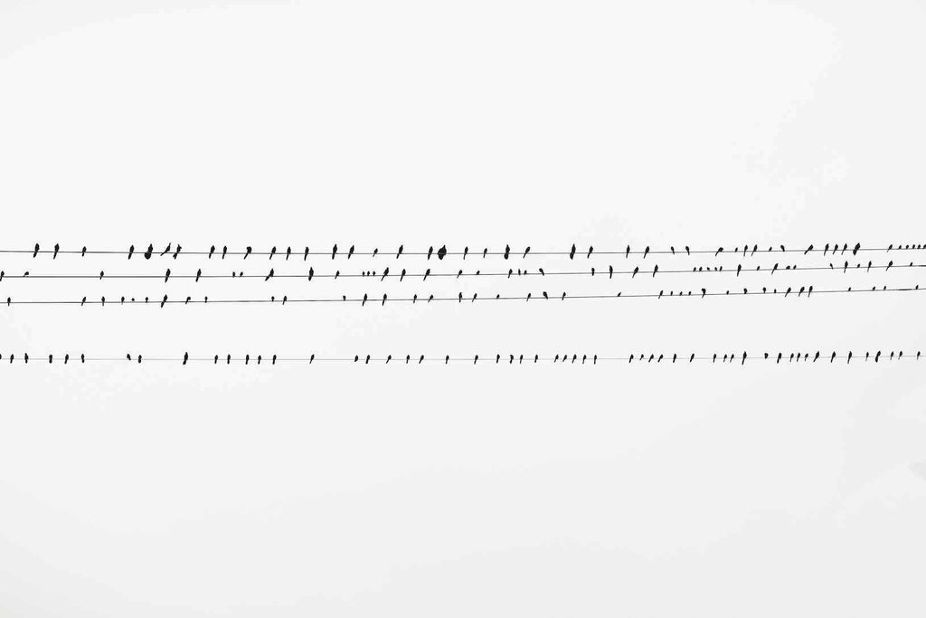 Birds on a Wire-Wall_Art-Pixalot