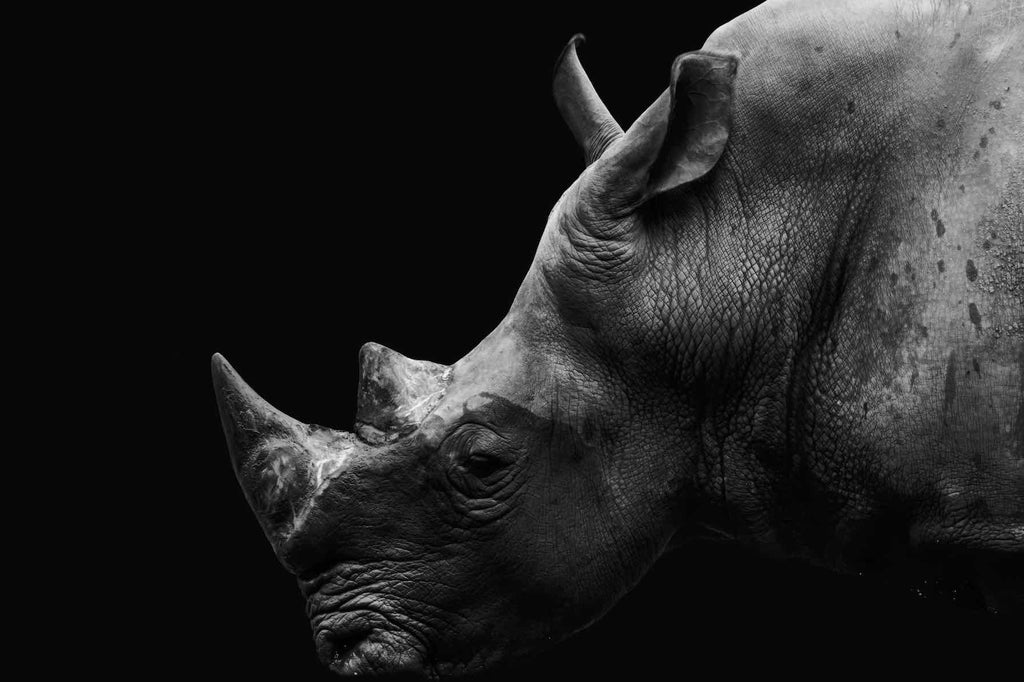 Black Rhino-Wall_Art-Pixalot