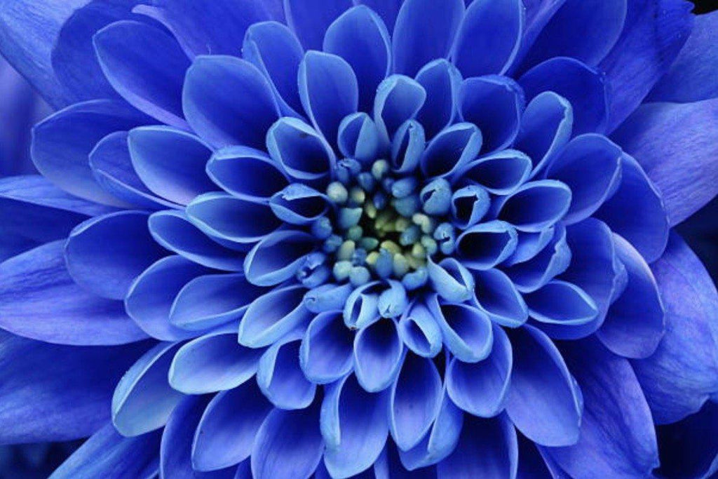 Blue Petals-Wall_Art-Pixalot