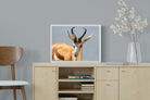 Bok-Wall_Art-60 x 45cm-Mounted Canvas-White-Pixalot