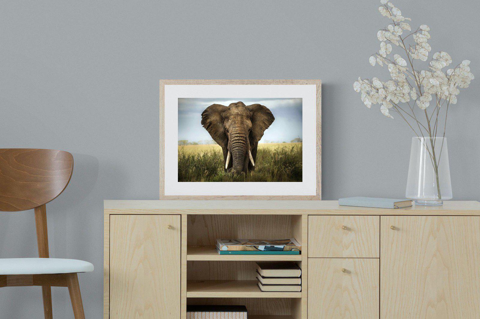 Bull Elephant-Wall_Art-60 x 45cm-Framed Print-Wood-Pixalot