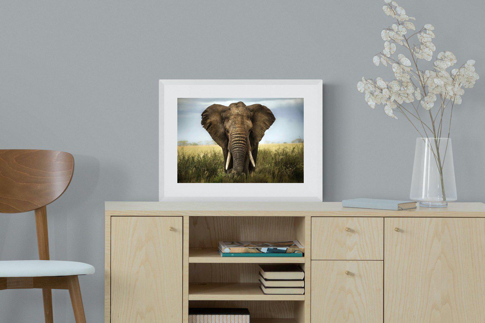 Bull Elephant-Wall_Art-60 x 45cm-Framed Print-White-Pixalot