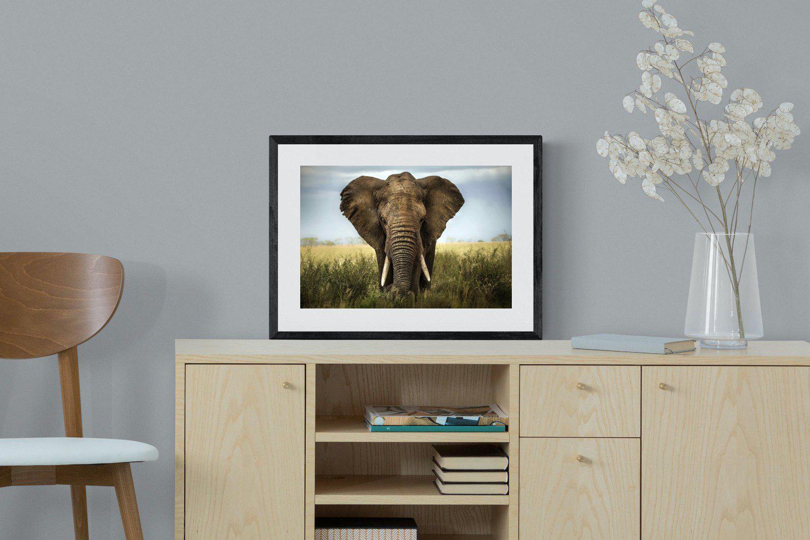 Bull Elephant-Wall_Art-60 x 45cm-Framed Print-Black-Pixalot
