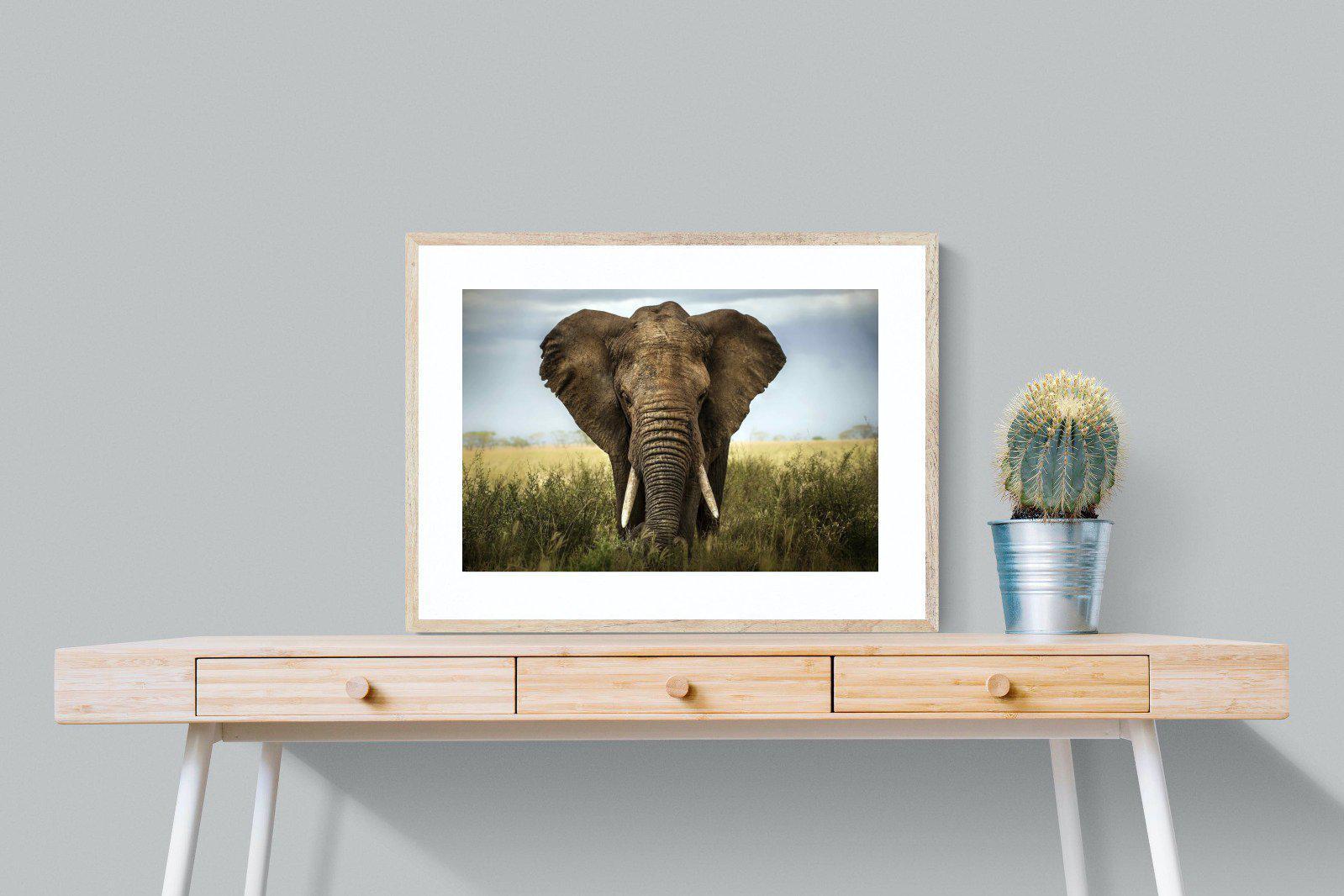 Bull Elephant-Wall_Art-80 x 60cm-Framed Print-Wood-Pixalot