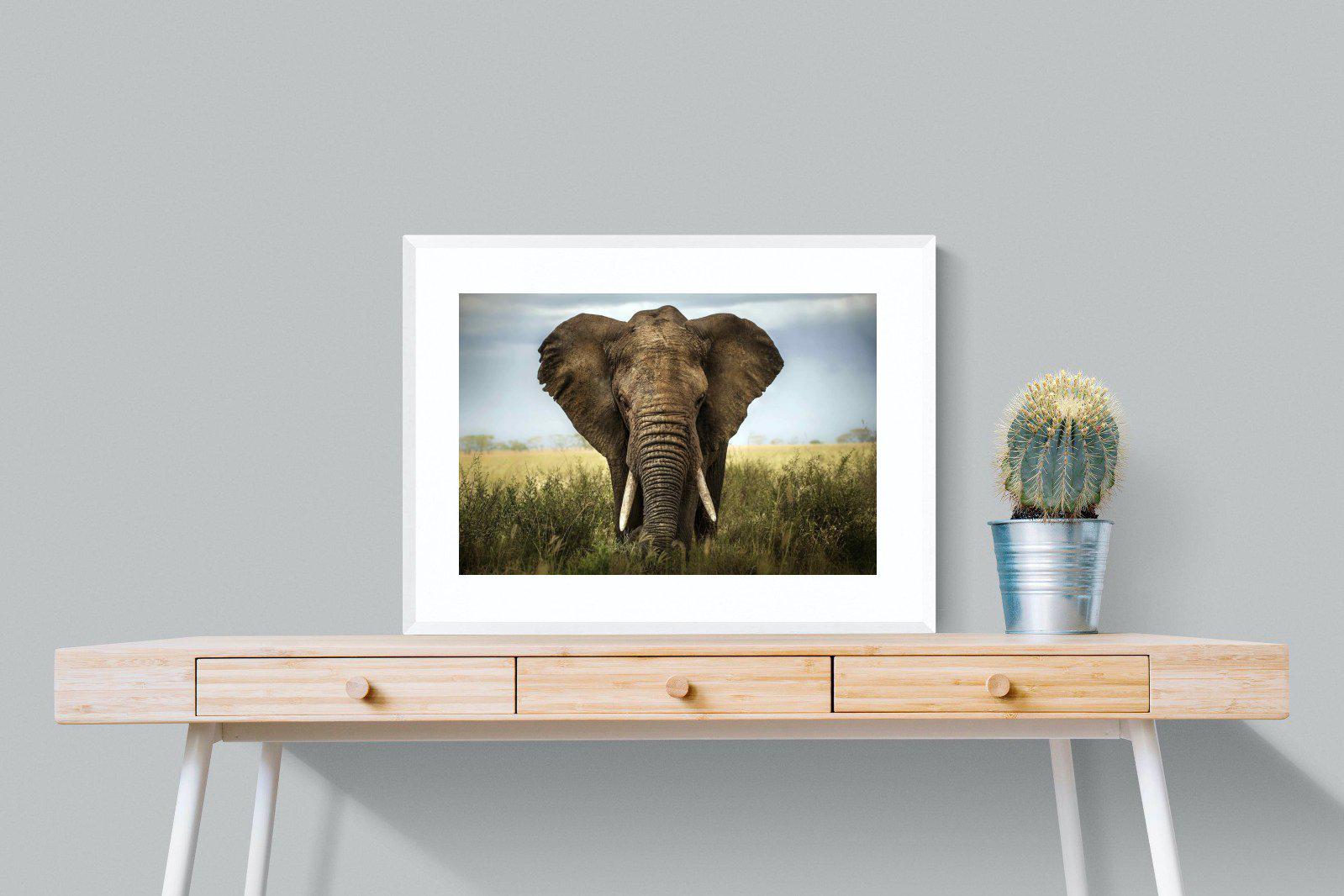 Bull Elephant-Wall_Art-80 x 60cm-Framed Print-White-Pixalot