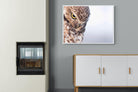 Burrowing Owl-Wall_Art-100 x 75cm-Mounted Canvas-White-Pixalot