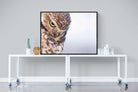 Burrowing Owl-Wall_Art-120 x 90cm-Mounted Canvas-Black-Pixalot