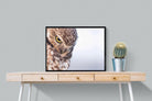 Burrowing Owl-Wall_Art-80 x 60cm-Mounted Canvas-Black-Pixalot