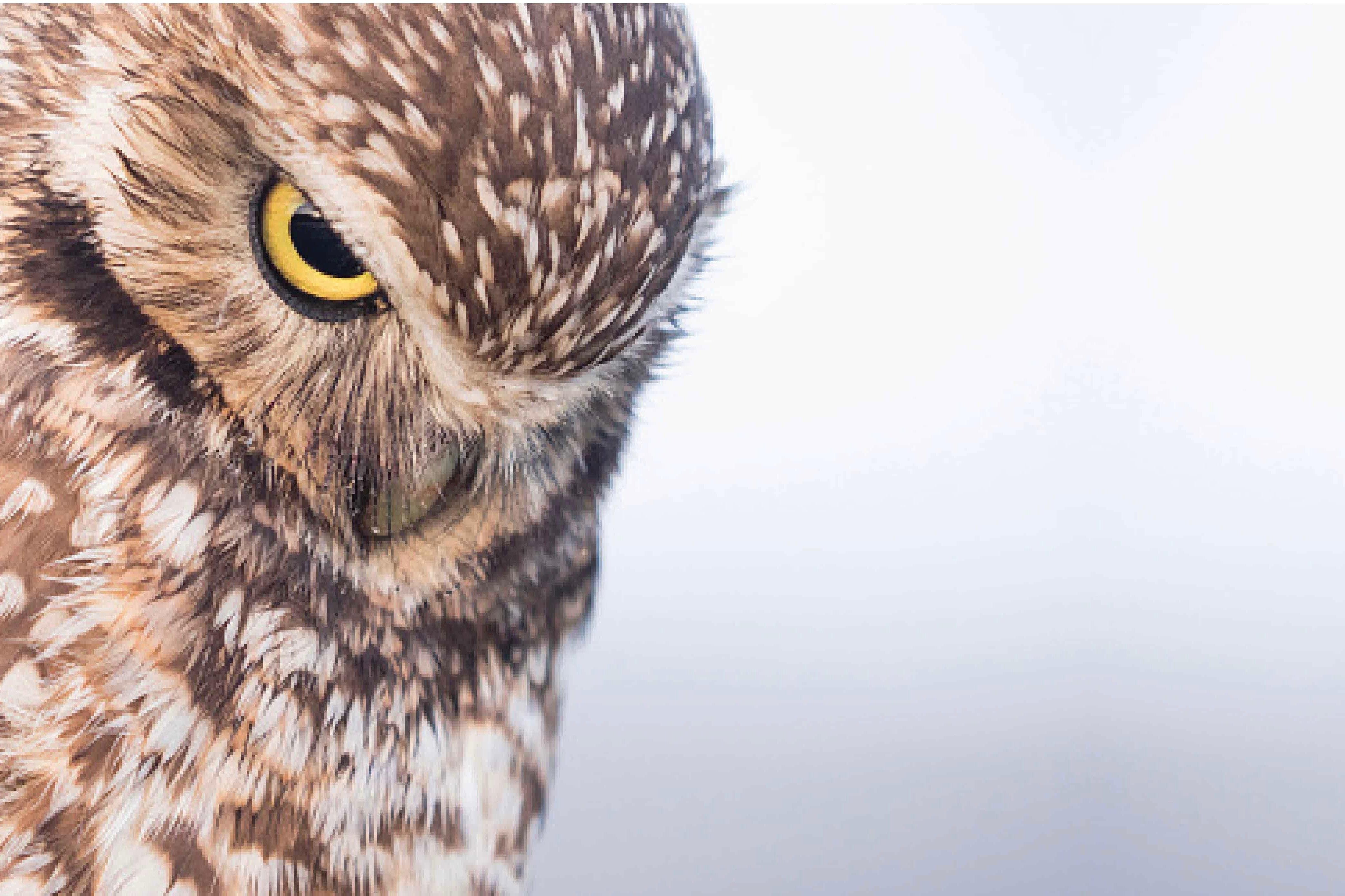 Burrowing Owl-Wall_Art-Pixalot