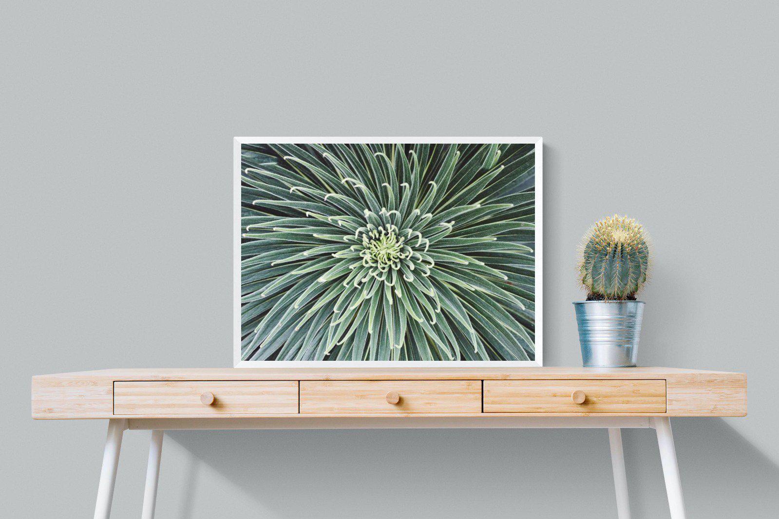 Cactus-Wall_Art-80 x 60cm-Mounted Canvas-White-Pixalot