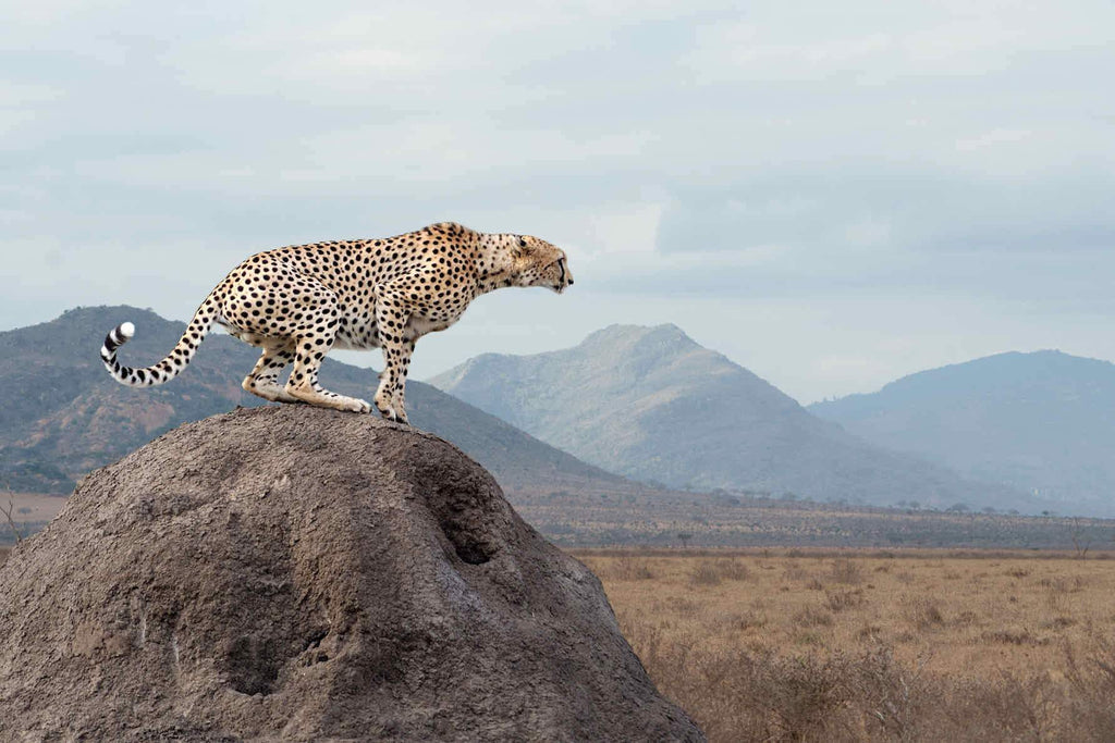Cheetah-Wall_Art-Pixalot