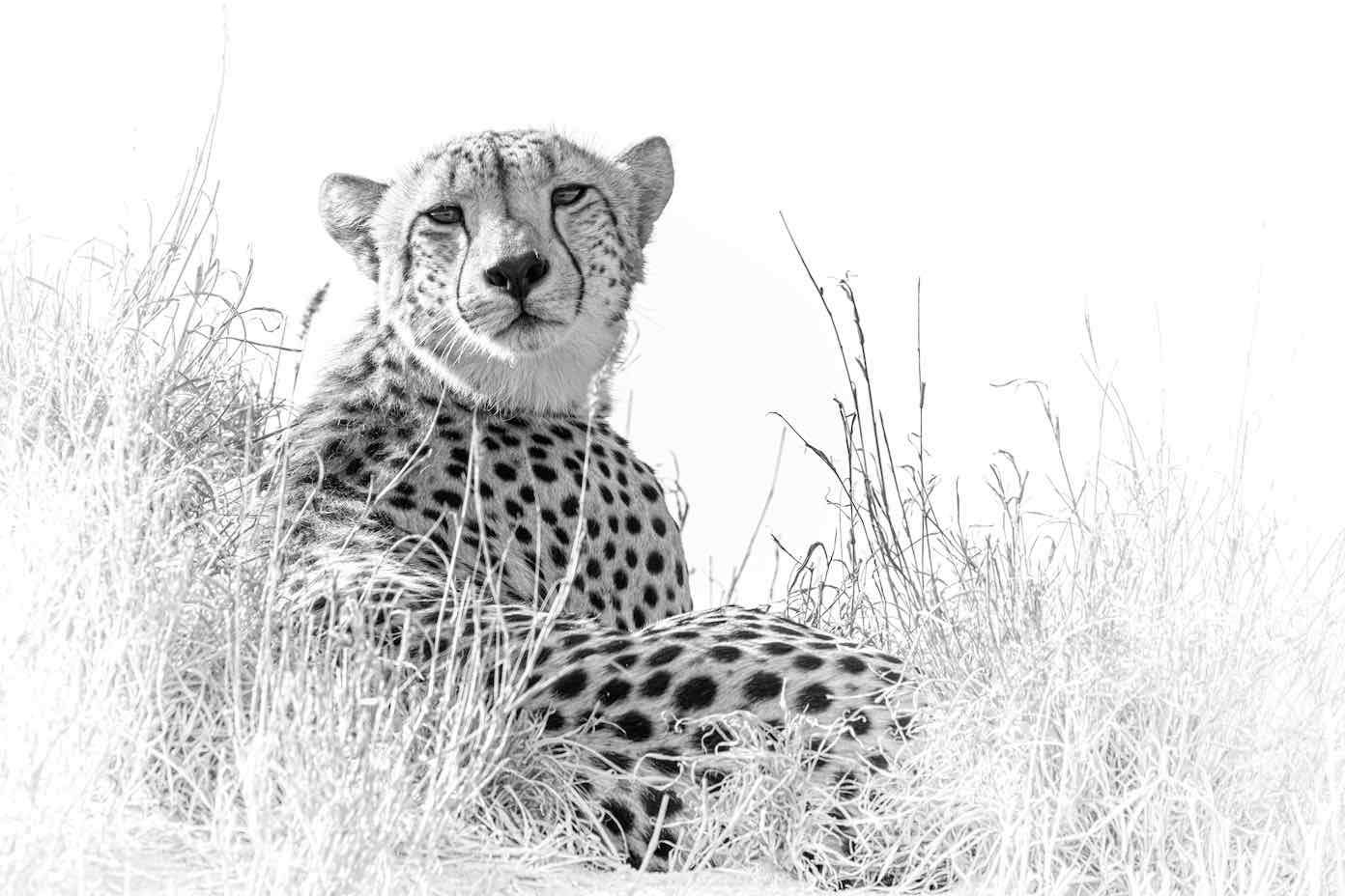 Cheetah Whiteout-Wall_Art-Pixalot