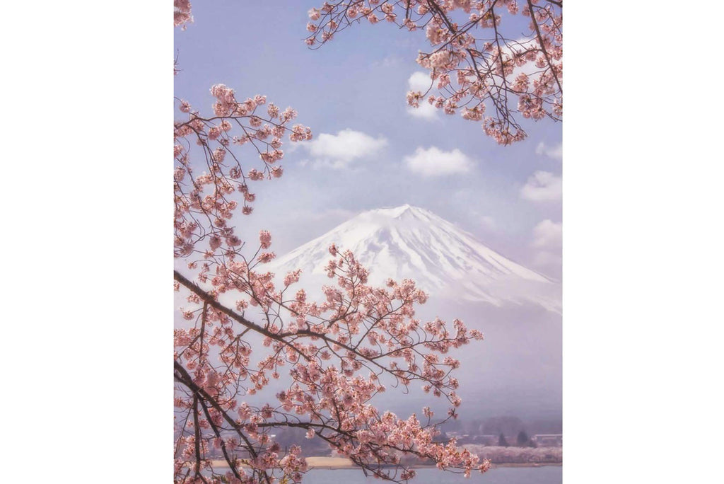 Cherry Blossom-Wall_Art-Pixalot