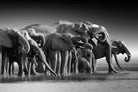 Chobe Elephants-Wall_Art-Pixalot