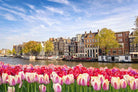 City Tulips-Wall_Art-Pixalot