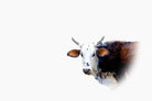Curious Nguni-Wall_Art-Pixalot