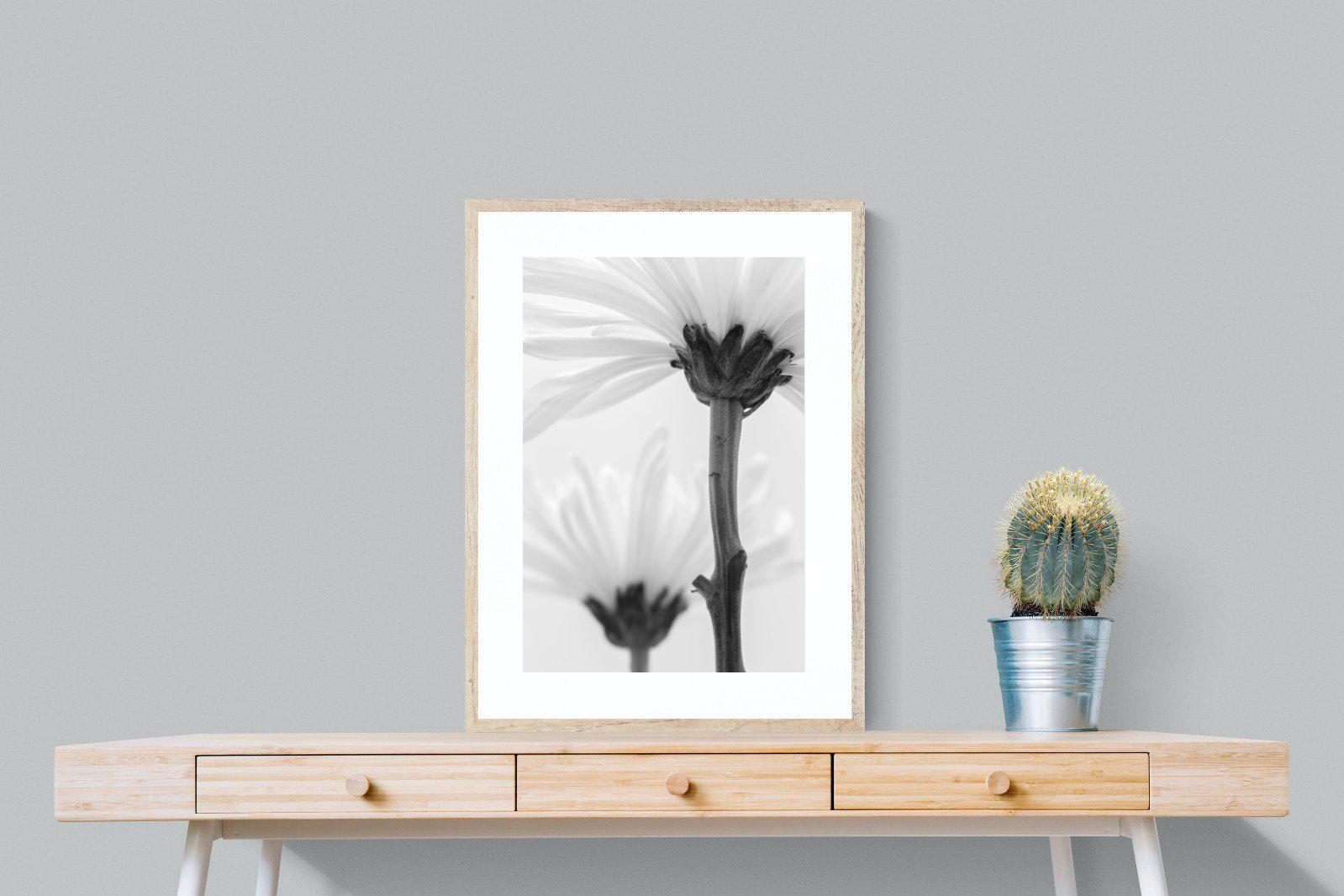 Daisy Stem-Wall_Art-60 x 80cm-Framed Print-Wood-Pixalot