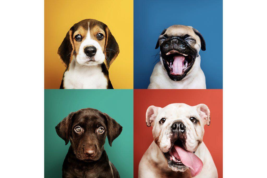 Dogs Being Dogs-Wall_Art-Pixalot