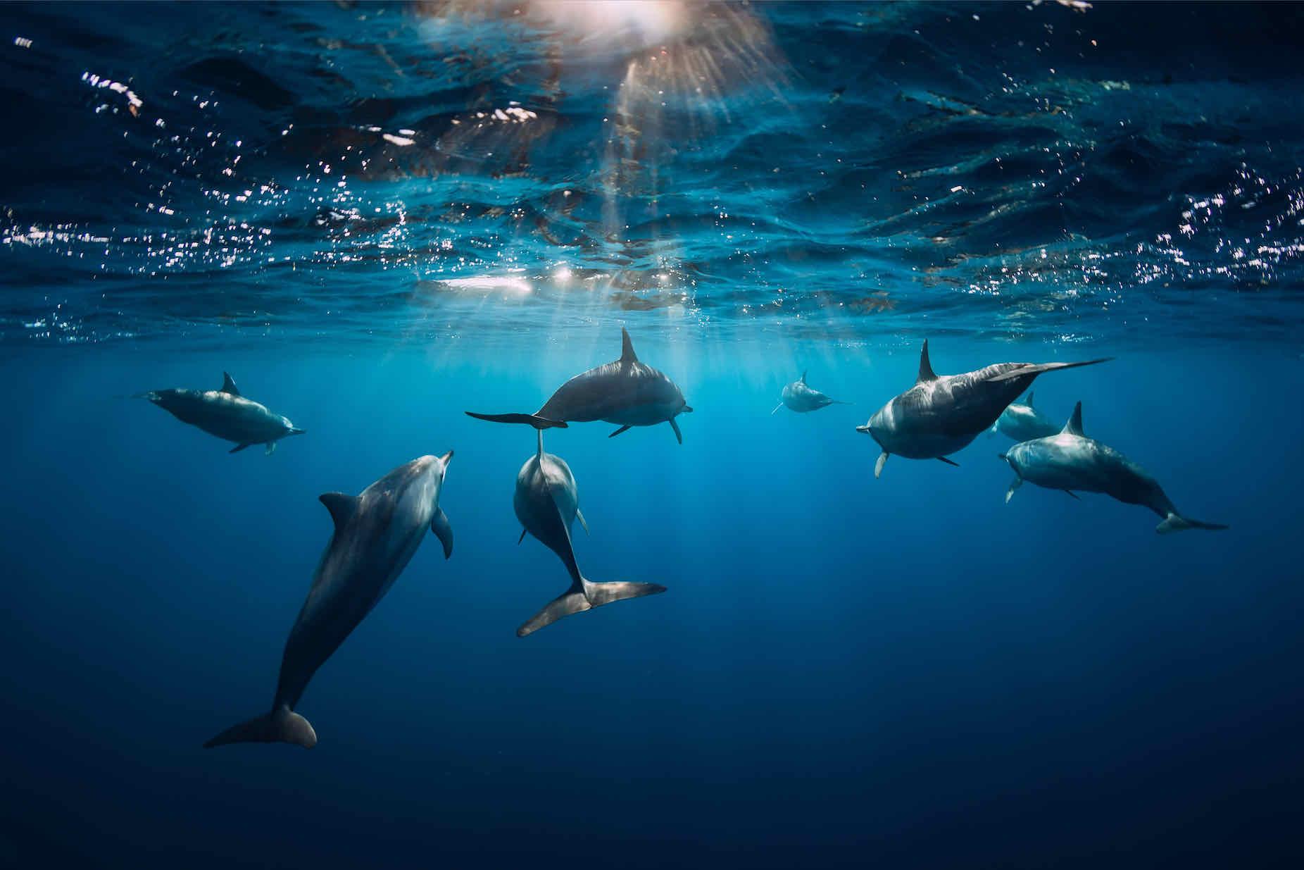 Dolphins-Wall_Art-Pixalot