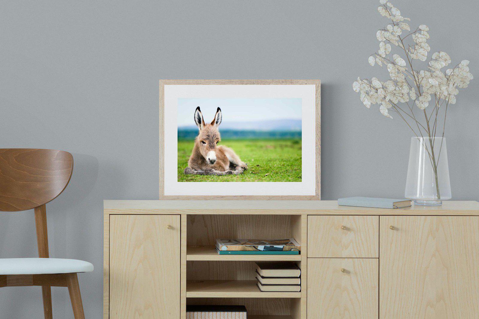 Donkey Foal-Wall_Art-60 x 45cm-Framed Print-Wood-Pixalot
