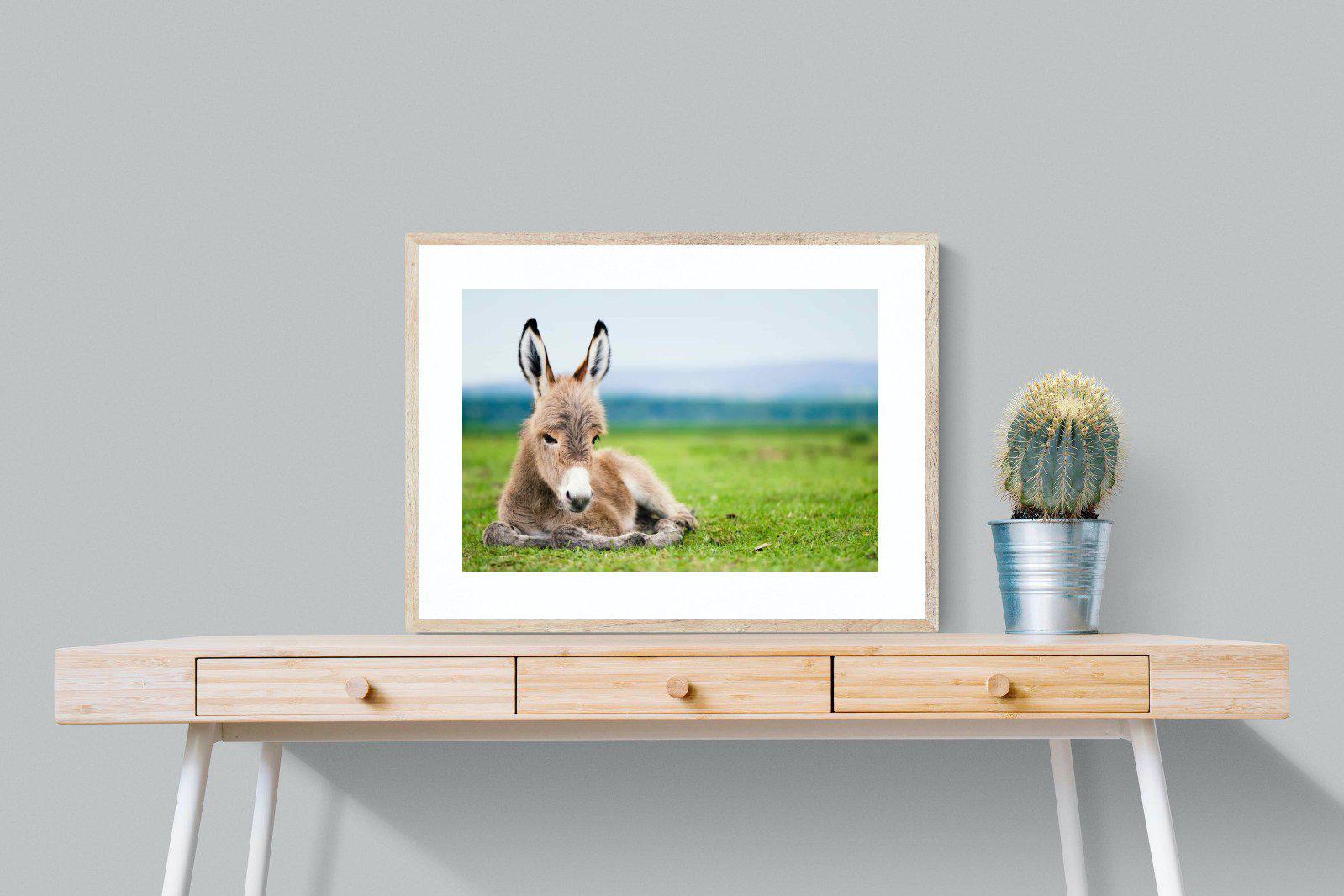 Donkey Foal-Wall_Art-80 x 60cm-Framed Print-Wood-Pixalot