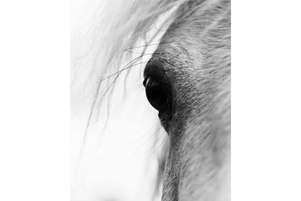 Eye of the Horse-Wall_Art-Pixalot