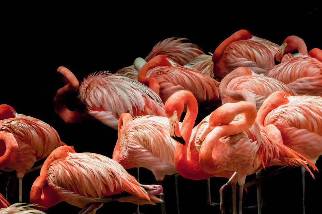 Flamingo Flock-Wall_Art-Pixalot