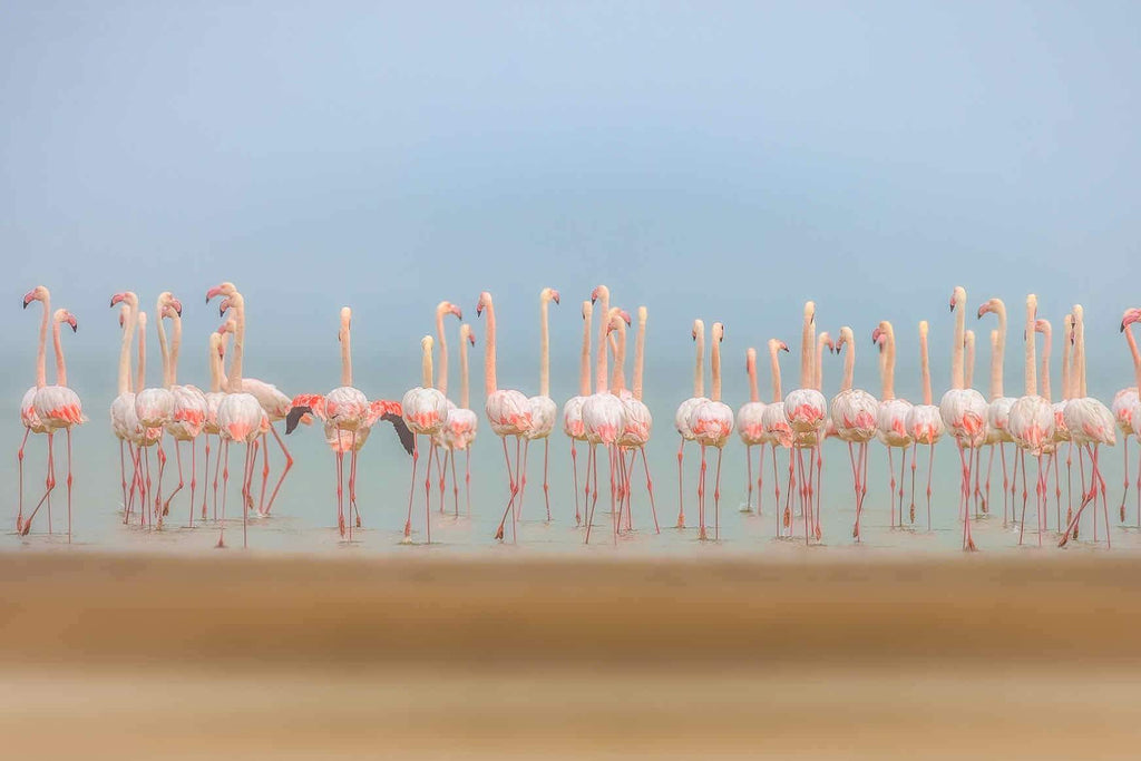 Flamingo Forest-Wall_Art-Pixalot