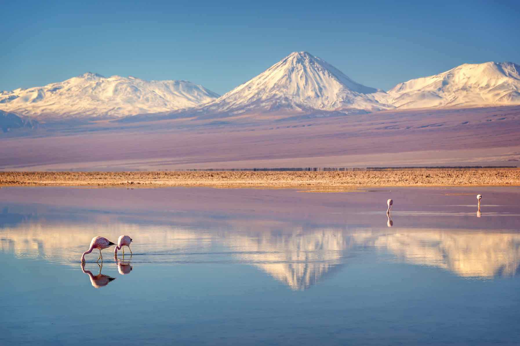Flamingo Pair-Wall_Art-Pixalot
