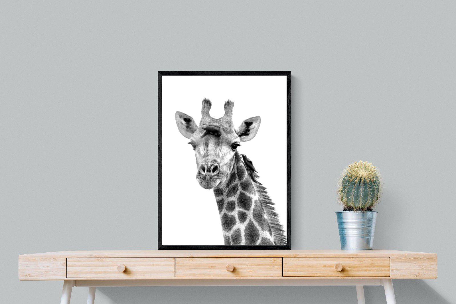 Giraffe Spa-Wall_Art-60 x 80cm-Mounted Canvas-Black-Pixalot