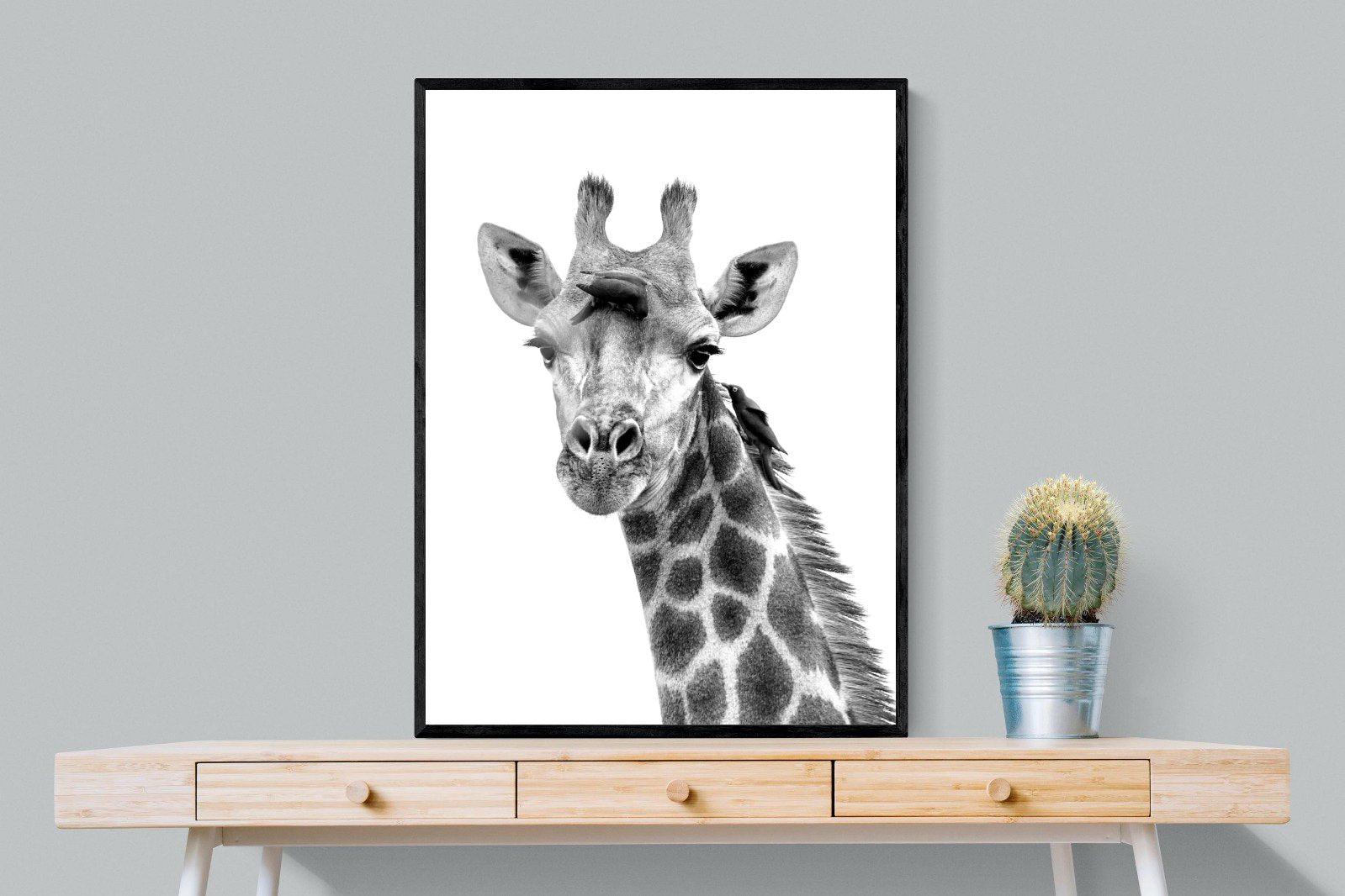 Giraffe Spa-Wall_Art-75 x 100cm-Mounted Canvas-Black-Pixalot
