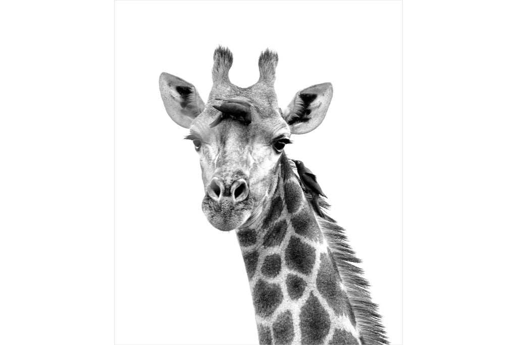 Giraffe Spa-Wall_Art-Pixalot