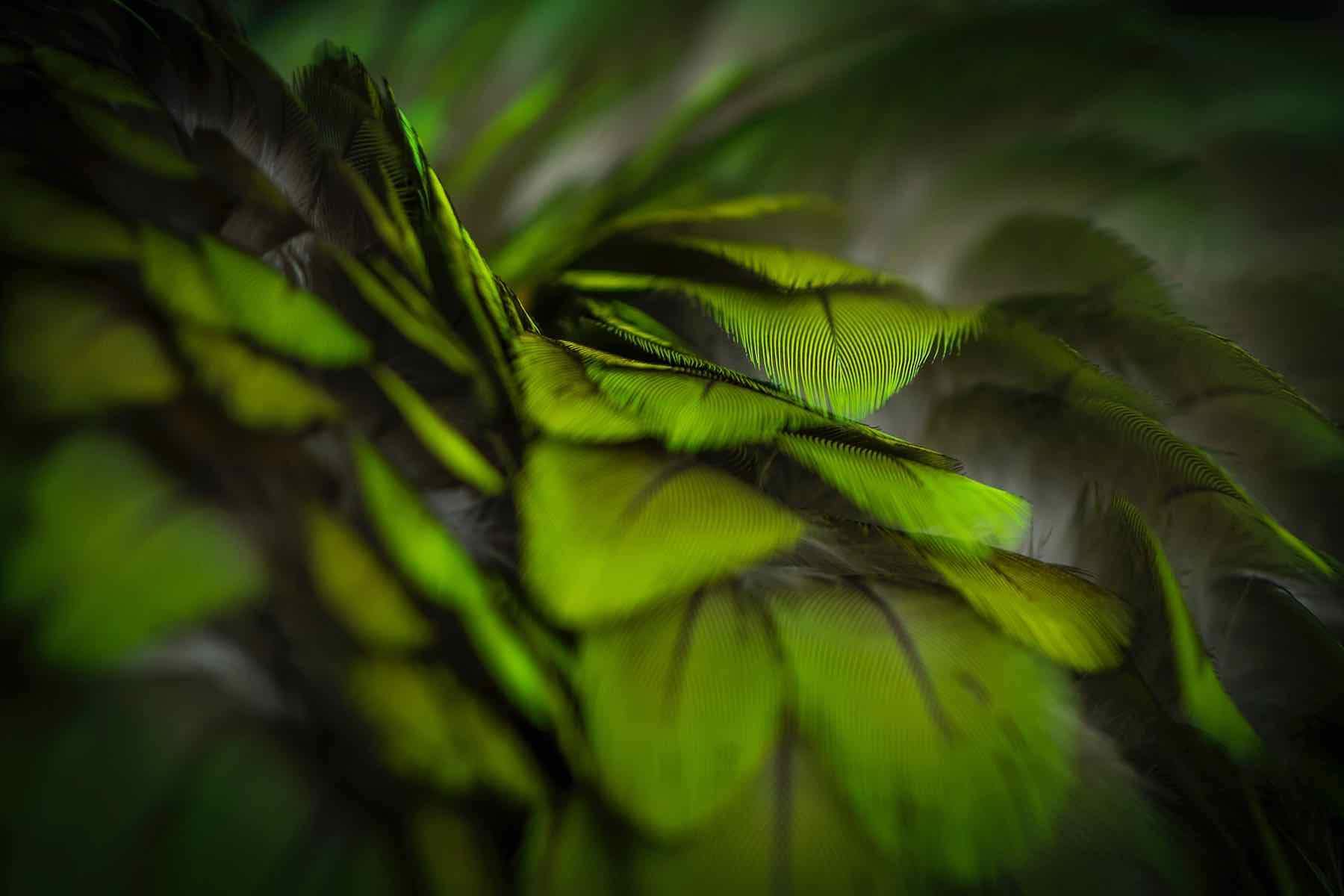 Green Feathers-Wall_Art-Pixalot