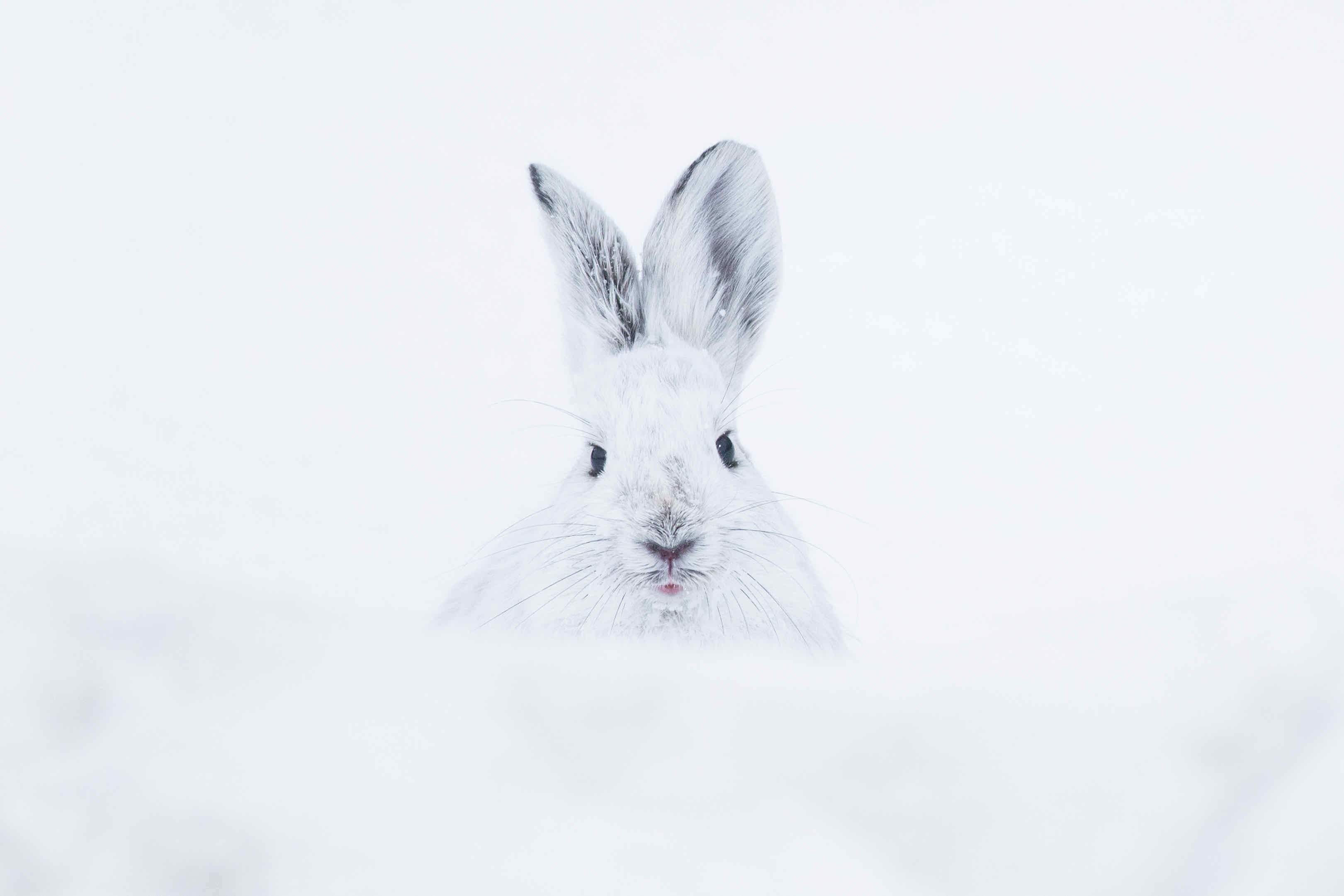 Hare-Wall_Art-Pixalot