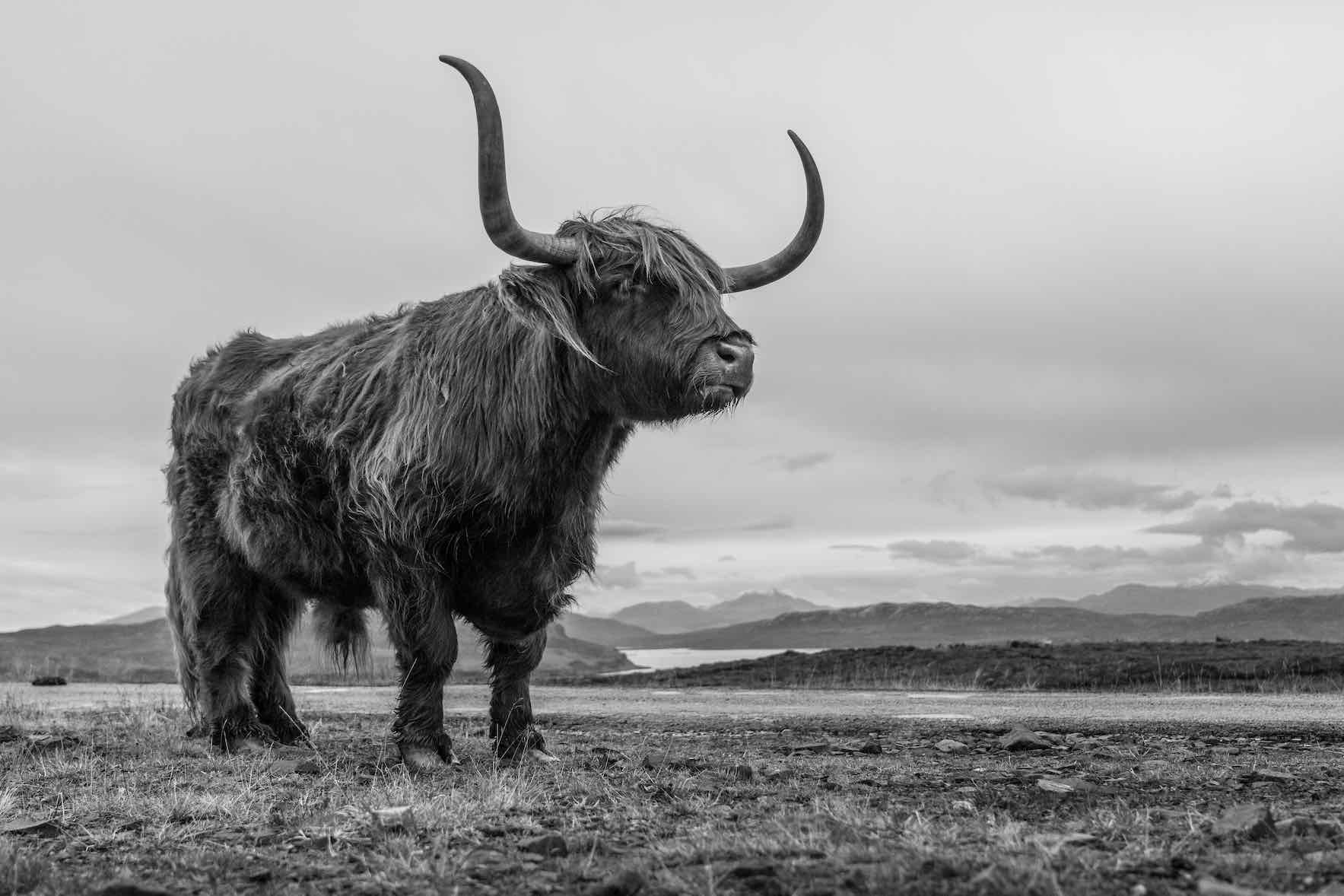 Highland Cow-Wall_Art-Pixalot