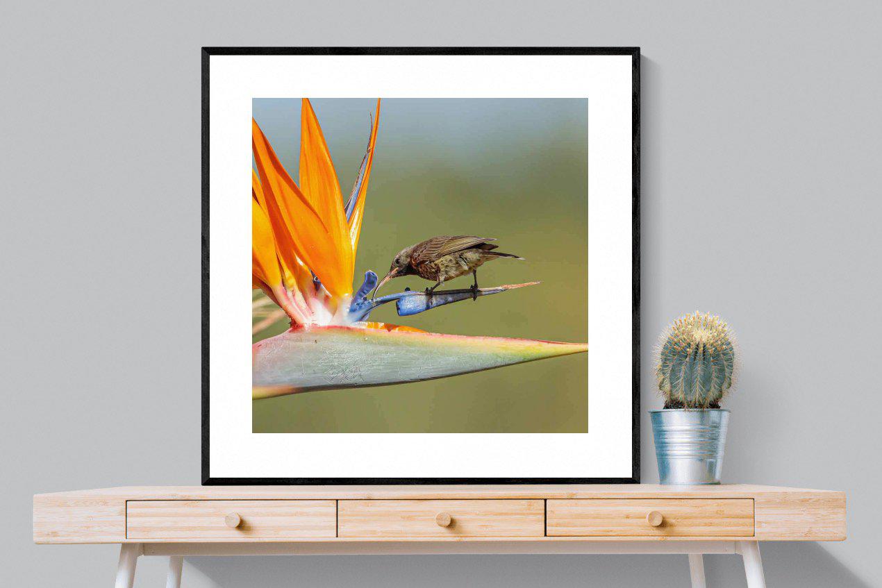 Hummingbird-Wall_Art-100 x 100cm-Framed Print-Black-Pixalot