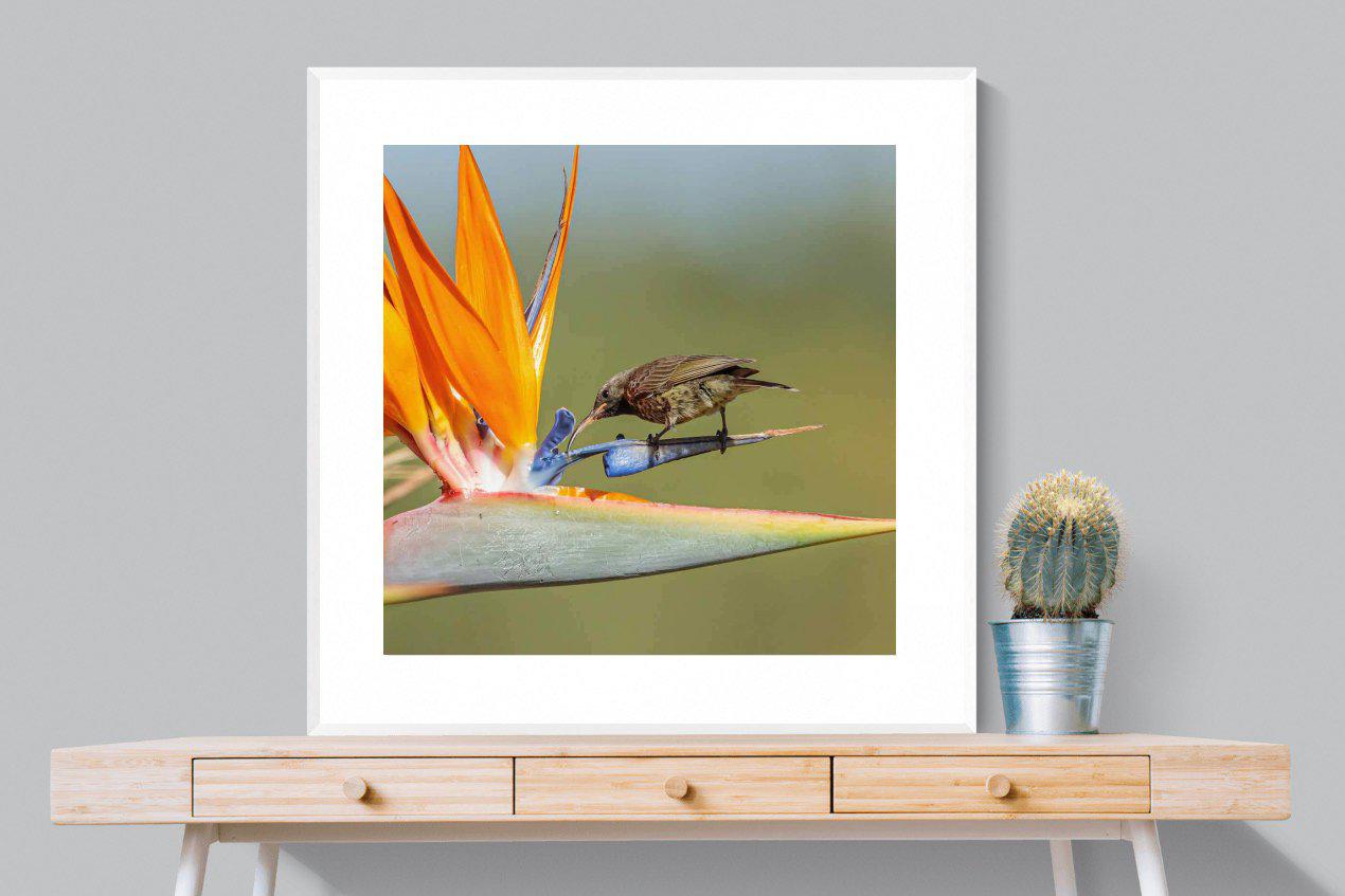 Hummingbird-Wall_Art-100 x 100cm-Framed Print-White-Pixalot