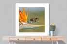 Hummingbird-Wall_Art-100 x 100cm-Framed Print-White-Pixalot