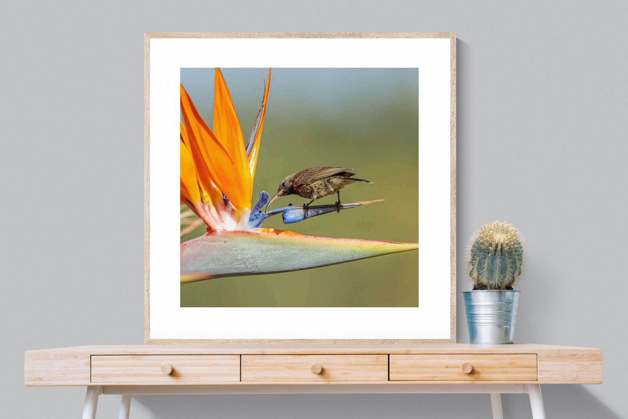 Hummingbird-Wall_Art-100 x 100cm-Framed Print-Wood-Pixalot