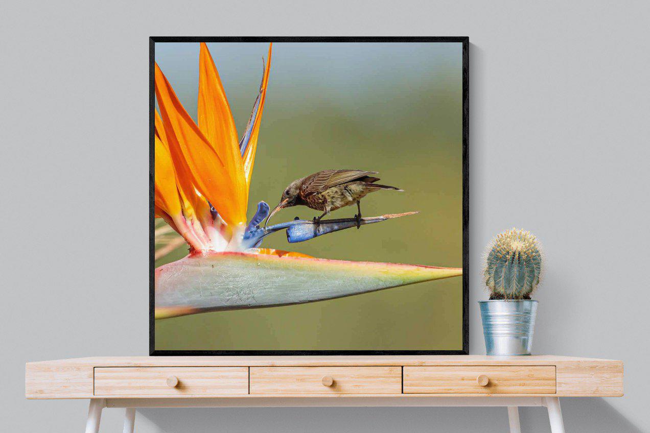 Hummingbird-Wall_Art-100 x 100cm-Mounted Canvas-Black-Pixalot