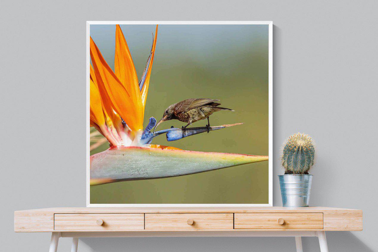 Hummingbird-Wall_Art-100 x 100cm-Mounted Canvas-White-Pixalot