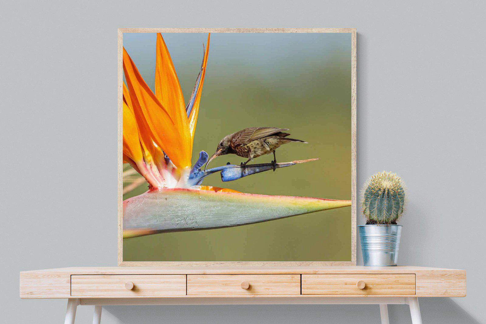 Hummingbird-Wall_Art-100 x 100cm-Mounted Canvas-Wood-Pixalot