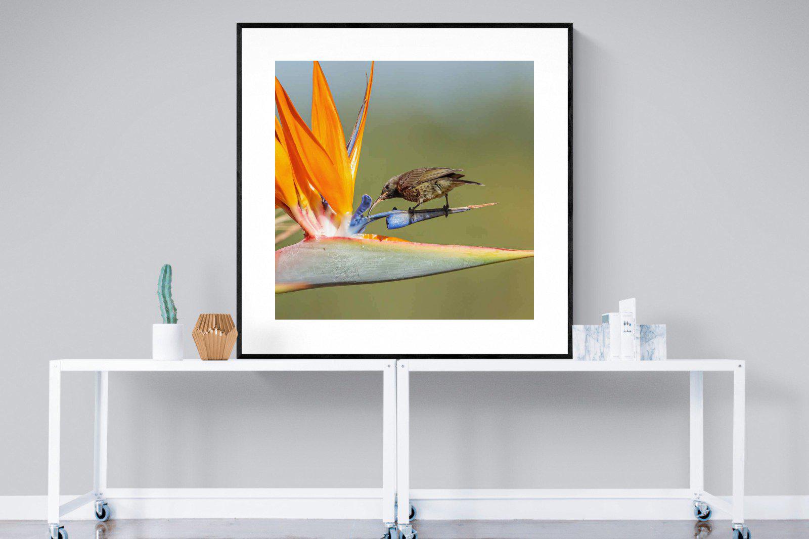 Hummingbird-Wall_Art-120 x 120cm-Framed Print-Black-Pixalot